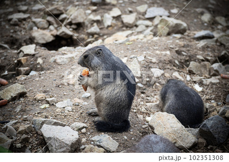 Mountain marmot holding and eating carrot Mountain marmot holding and eating carrot 102351308