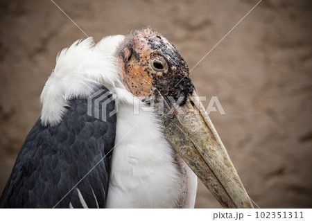 Marabou stork detail with blurred wall on background 102351311