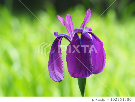 ハナショウブの花 102351380