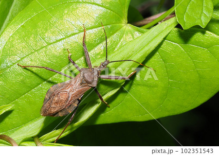 オオトビサシガメ 102351543