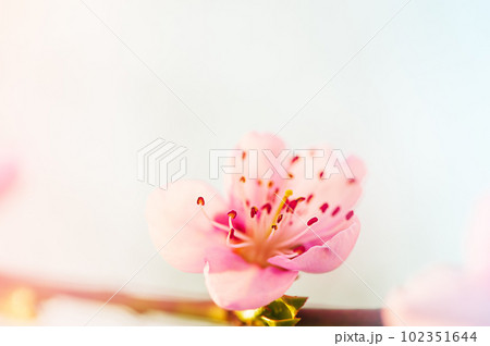 A pink flower on a peach branch in spring against a blue sky background. Trees are blooming. 102351644