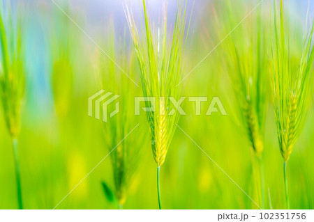 【初夏素材】初夏の青麦畑【長野県】 102351756