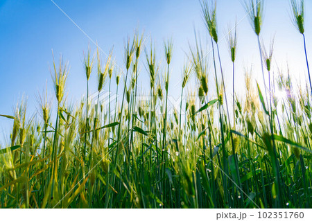 【初夏素材】初夏の青麦畑【長野県】 102351760