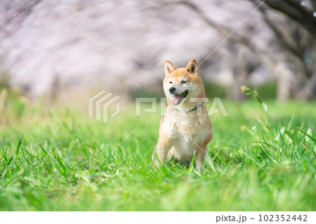 桜の季節と柴犬 102352442