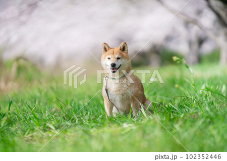 桜の季節と柴犬 102352446