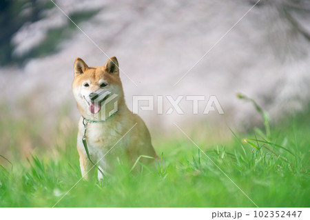 桜の季節と柴犬 桜の季節と柴犬 102352447