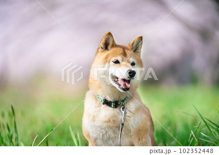 桜の季節と柴犬 102352448