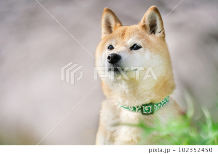 桜の季節と柴犬 102352450