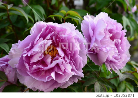 牡丹(ボタン)紫色 peony 牡丹(ボタン)紫色 peony 102352871