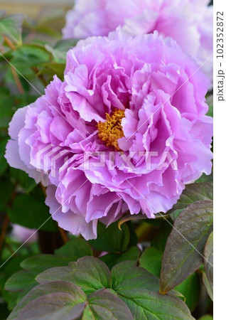 牡丹(ボタン)紫色 peony 牡丹(ボタン)紫色 peony 102352872