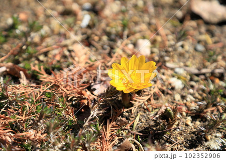 福寿草の花　満開 102352906