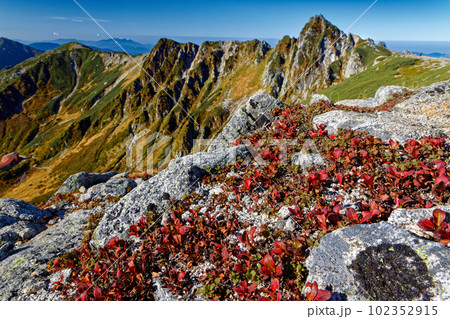 伊那前岳のウラシマツツジの紅葉と宝剣岳 102352915