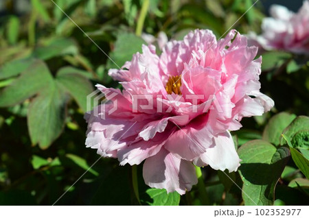 牡丹（ボタン）赤色　peony 102352977