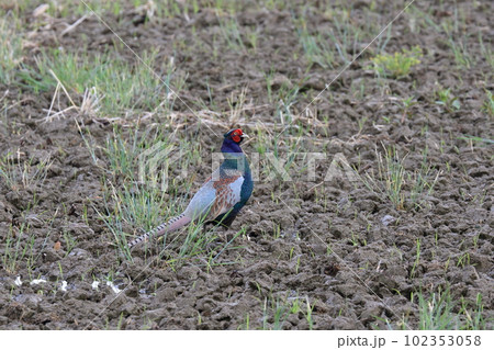 キジ　雉　日本の国鳥 102353058