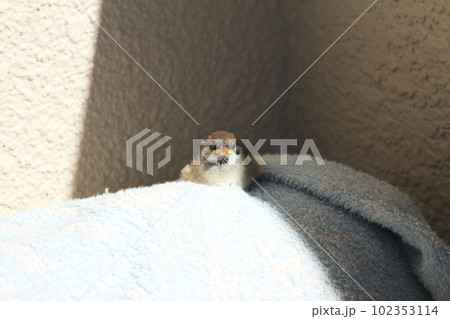 怪我したスズメのヒナと一時保護 102353114