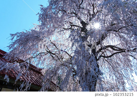 輝くしだれ桜 102353215