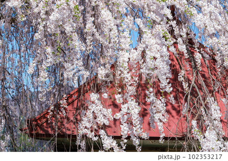 中塩のしだれ桜 中塩のしだれ桜 102353217