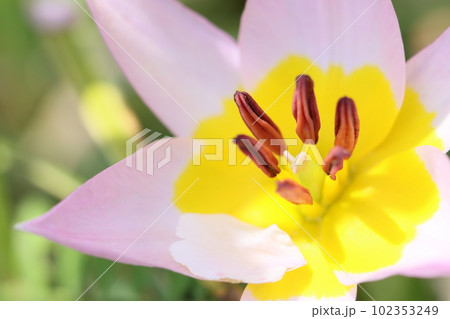 花芯》チューリップの花芯の写真素材 [102353249] - PIXTA