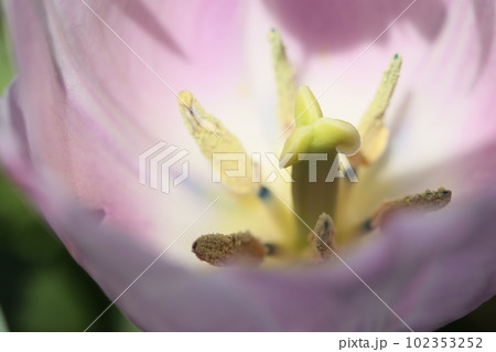 花芯》チューリップの花芯の写真素材 [102353252] - PIXTA