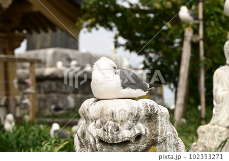 日本最強の金運スポット蕪島神社 102353271