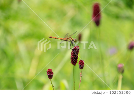 八島ヶ原湿原 八島ヶ原湿原 102353300