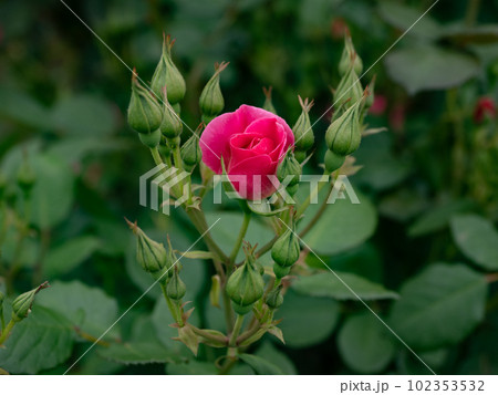 鮮やかなピンク色のバラの花【カウンティ・フェア】 鮮やかなピンク色のバラの花【カウンティ・フェア】 102353532