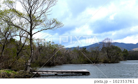 山間の新緑 桜・山桜 山間の新緑 桜・山桜 102353761