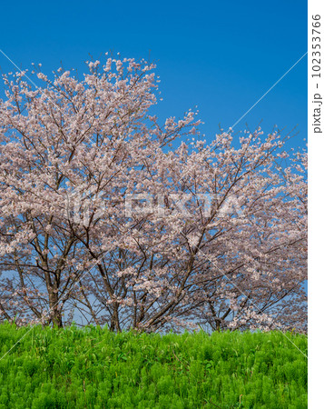 春イメージ_満開の桜の風景 春イメージ_満開の桜の風景 102353766
