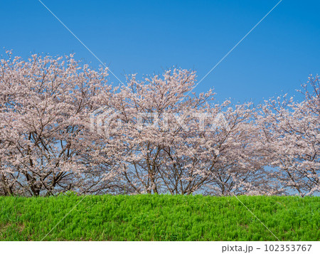 春イメージ_満開の桜の風景 春イメージ_満開の桜の風景 102353767