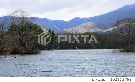 山間の新緑 桜・山桜 山間の新緑 桜・山桜 102353768