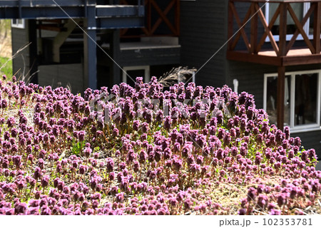 山間の新緑 桜・山桜 山間の新緑 桜・山桜 102353781