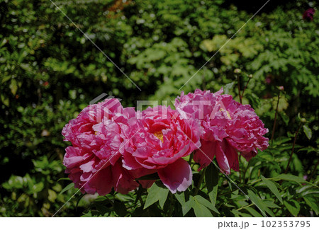 風景素材 赤い綺麗な牡丹の花 風景素材 赤い綺麗な牡丹の花 102353795