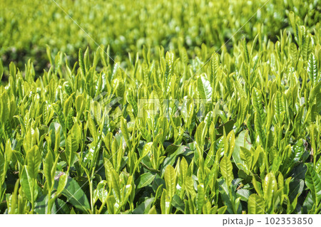 茶摘み前のお茶畑 茶摘み前のお茶畑 102353850
