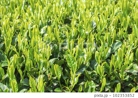 茶摘み前のお茶畑 茶摘み前のお茶畑 102353852