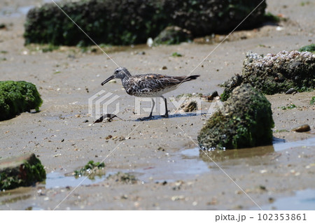 ゴロタ石の海岸で採餌するオバシギ ゴロタ石の海岸で採餌するオバシギ 102353861