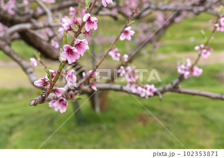 230420瓜巣桃の花z043 102353871