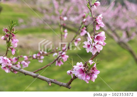 230420瓜巣桃の花z036 230420瓜巣桃の花z036 102353872