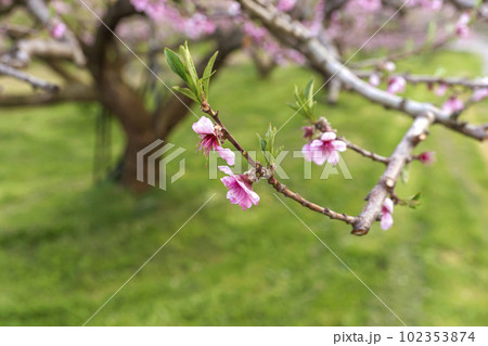 230420瓜巣桃の花z031 230420瓜巣桃の花z031 102353874