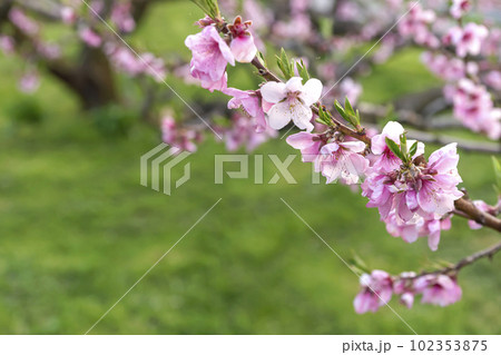 230420瓜巣桃の花z028 102353875