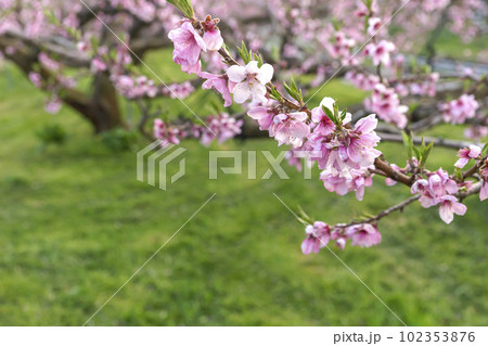 230420瓜巣桃の花z027 102353876