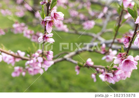 230420瓜巣桃の花z024 230420瓜巣桃の花z024 102353878