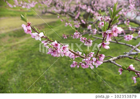 230420瓜巣桃の花z023 230420瓜巣桃の花z023 102353879