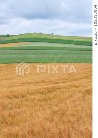 北海道美瑛_小麦畑の風景 102353904