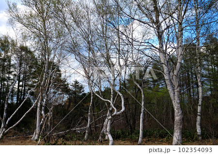 青空に映える新緑の木々 102354093