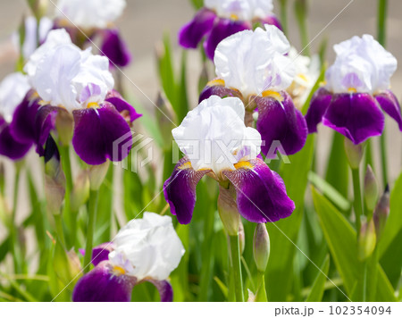 花壇の華麗なジャーマンアイリス 102354094