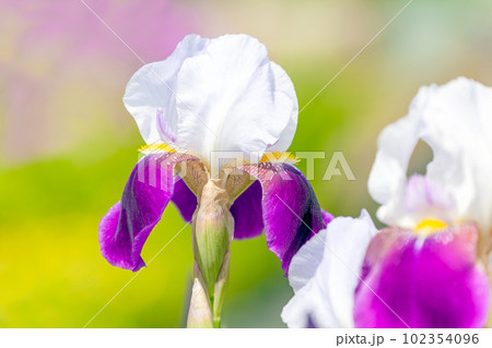 花壇の華麗なジャーマンアイリス 102354096