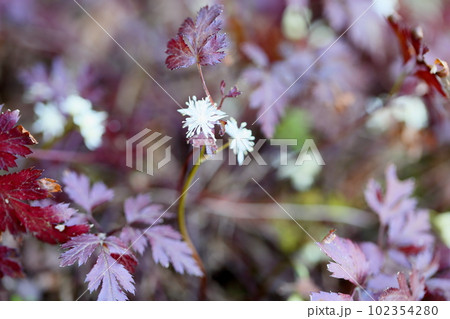 セリバオウレンの花 102354280