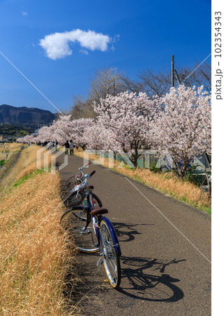神奈川_狩川沿いに咲く春めき桜の風景 102354343