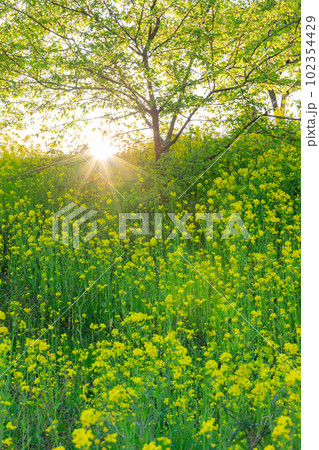 春_花と日光のイメージ 102354429