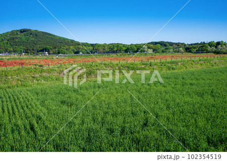 都幾川沿い　ポピー畑　新緑の風景　嵐山町 102354519